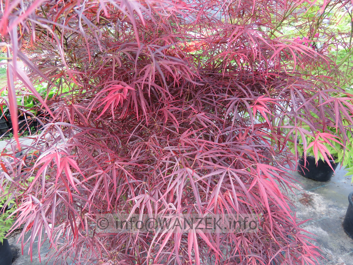 Acer palmatum Red Pygmy - Austrieb03.JPG